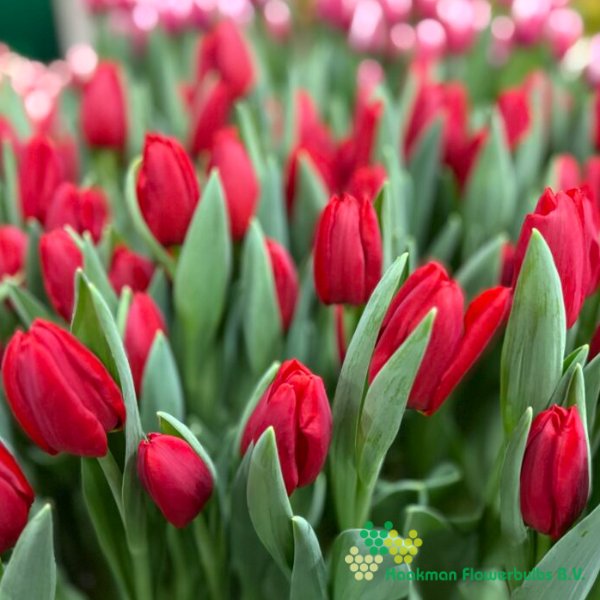 Red Dessert - Haakman Flowerbulbs