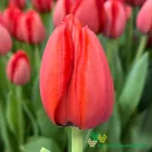 Red Impression