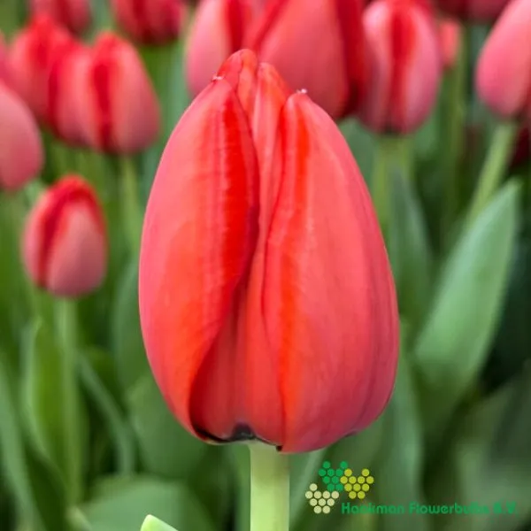 Tulp Red Impression