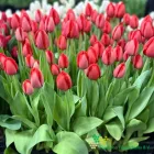 Red Impression