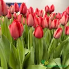 Red Impression