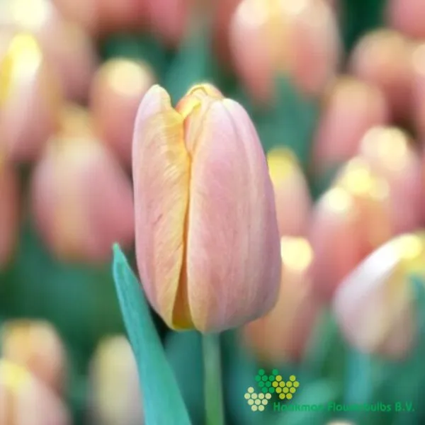 Tulp Salmon Jimmy