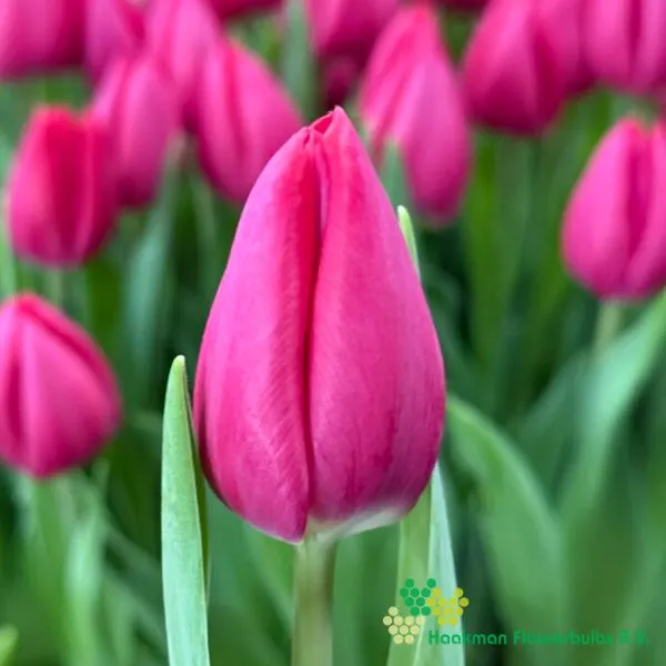 Tulipa Sendai