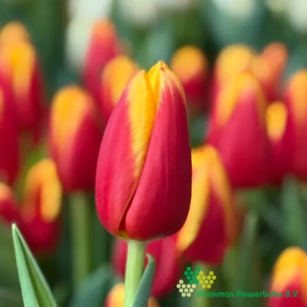 Tulipa Soprano