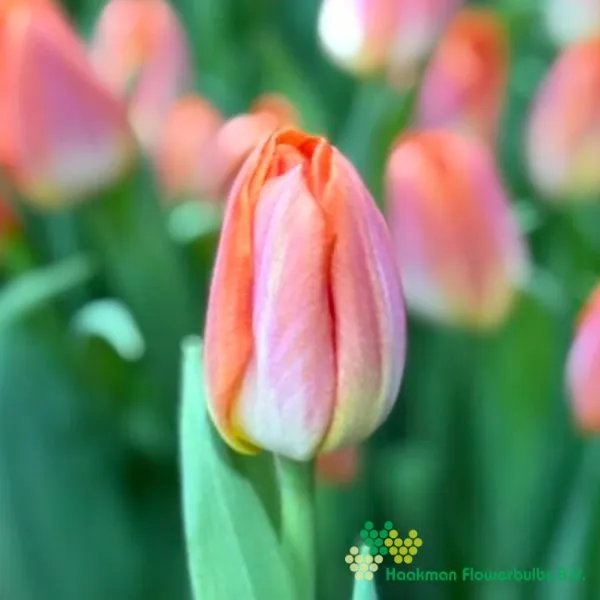 Tulp Sunrise Dynasty