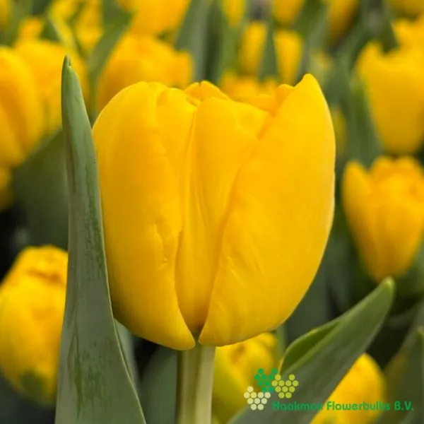 Tulipa Sunspot