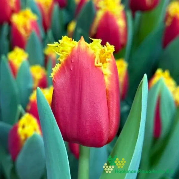 Tulp Tourmalet