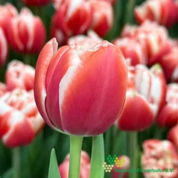 Tulp Voicemail