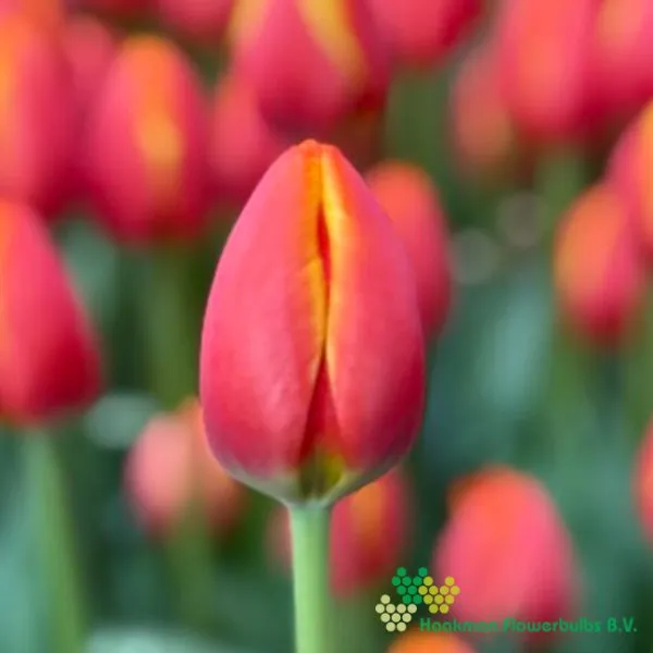 Tulp Worlds Friend