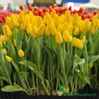 Yellow Strike