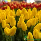 Yellow Strike