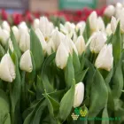 White Marvel