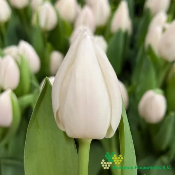 Tulp White Marvel