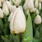 White Prince