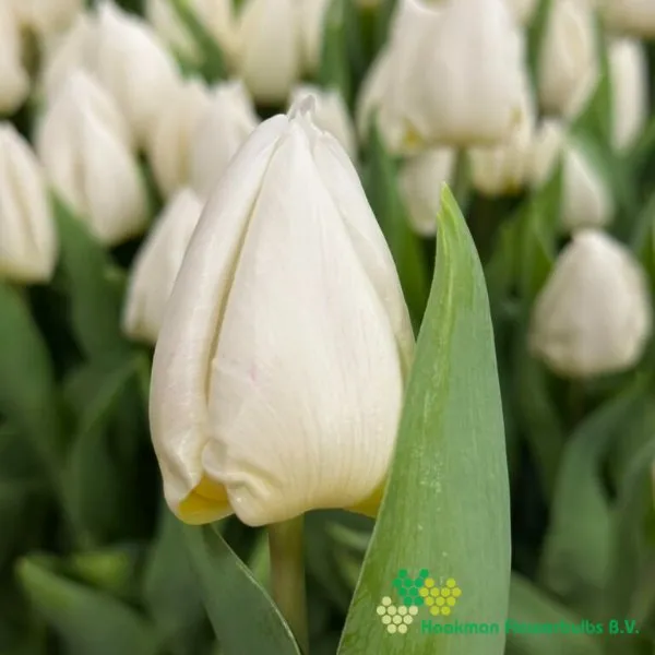Tulp White Prince