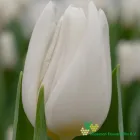 White Spirit