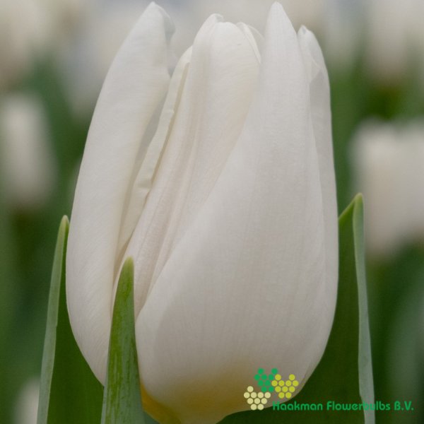 White Spirit