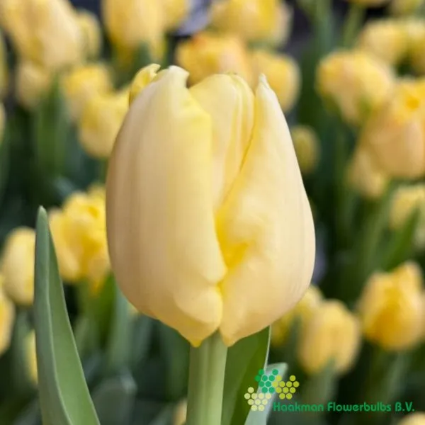 Tulp Yellow Symbiose