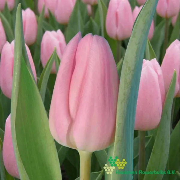 Tulp Aafke