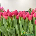 Ace Pink