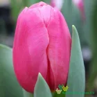 Ace Pink
