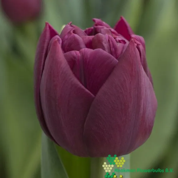 Tulp Alison Bradley