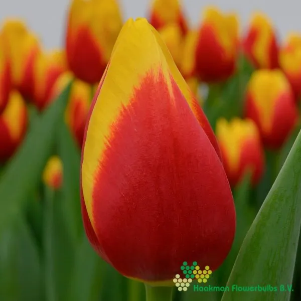 Tulp Aloha