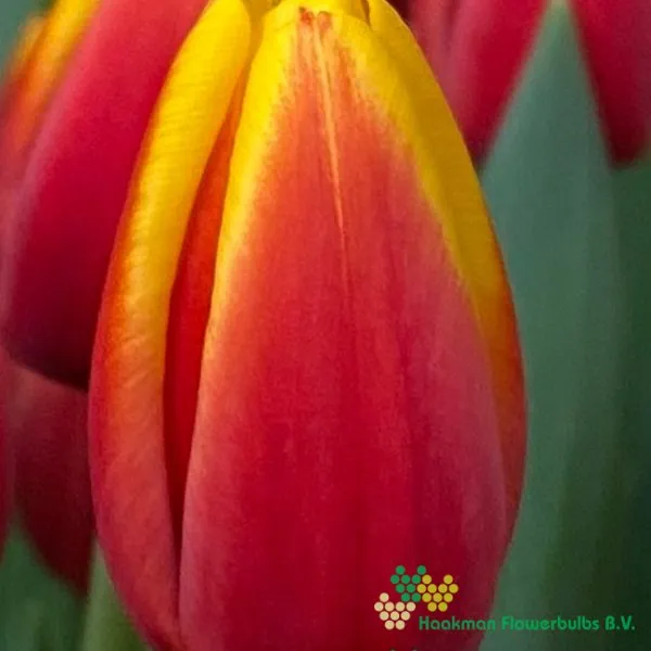 Tulp Andre Citroen