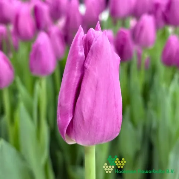Tulp Anjesca