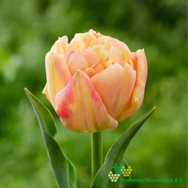 Tulp Apricot Symbiose