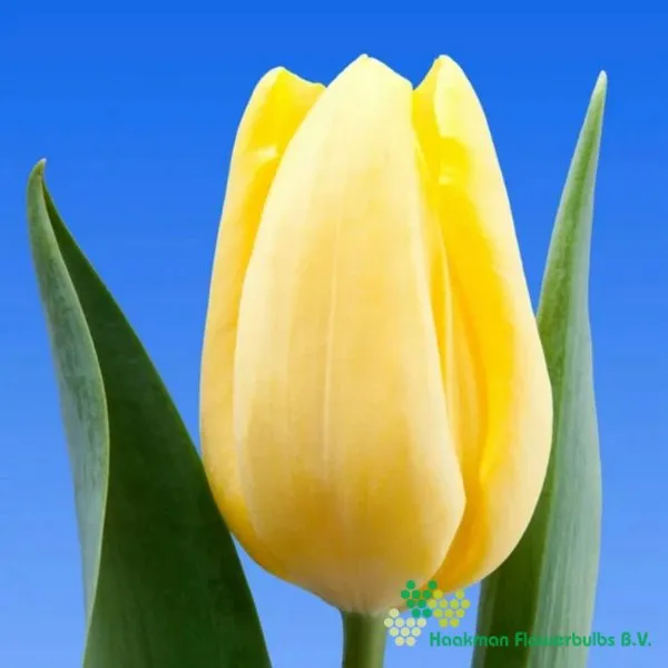 Tulp Avocado