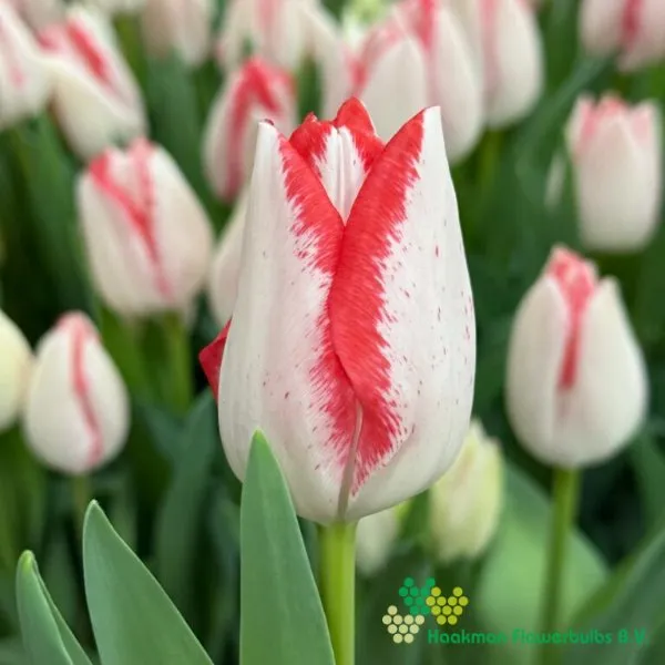 Tulp Beautytrend