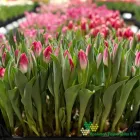Bolroyal Pink