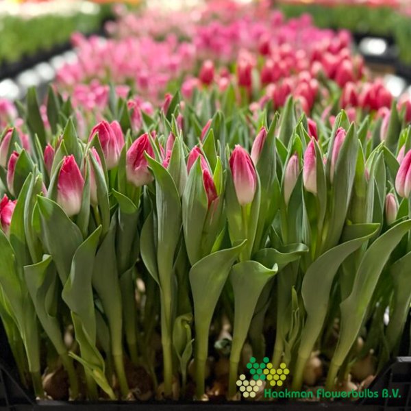 Bolroyal Pink