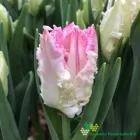 Cabanna
