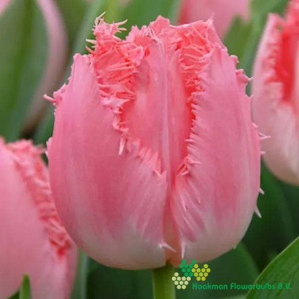 Tulp Cacharel