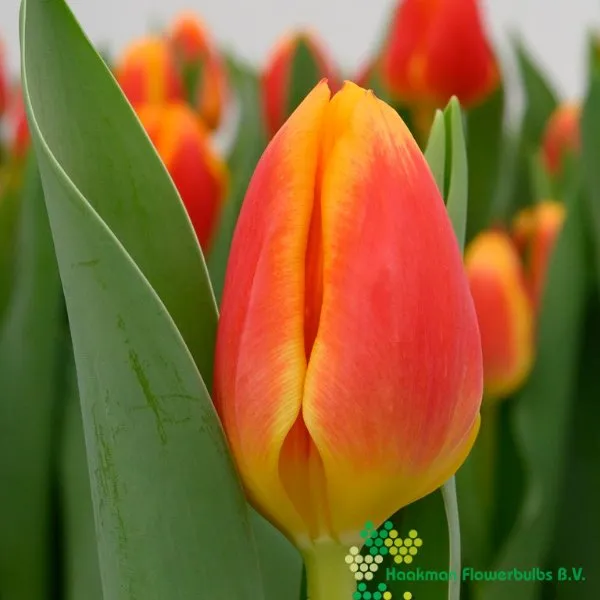 Tulp Carpe Diem