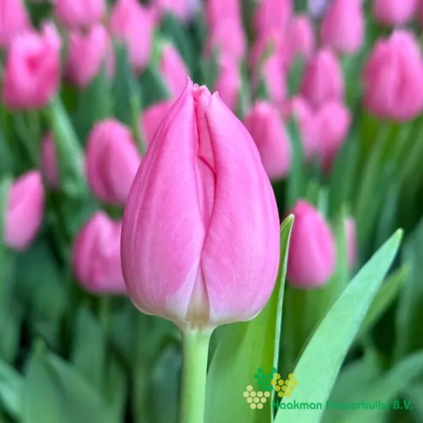 Tulp Christmas Dream