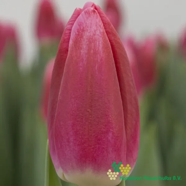 Tulp Circuit