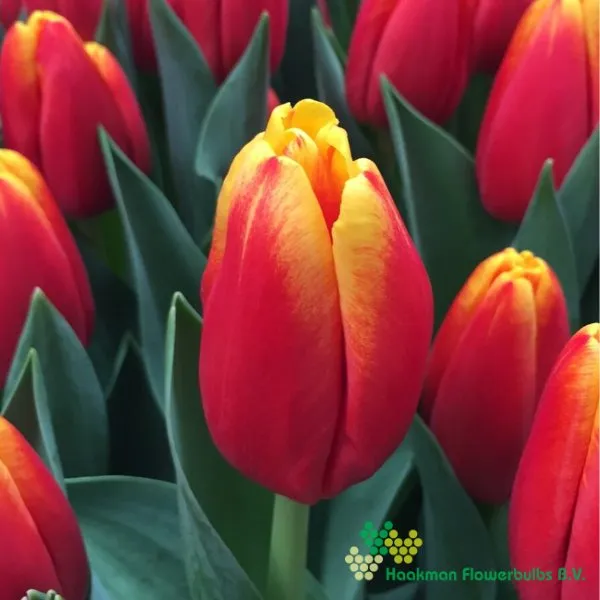 Tulp Countdown