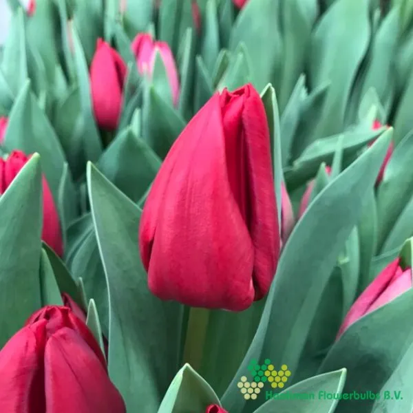Tulipa Curry