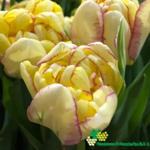 Tulp Double Shake