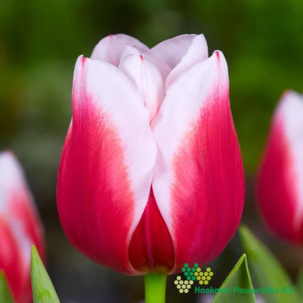 Tulipa Dutch Design