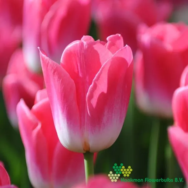 Tulipa Dynasty