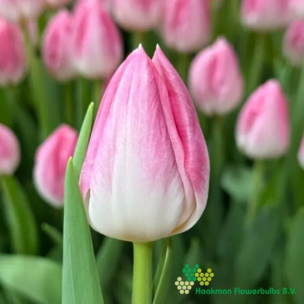 Tulp First Class