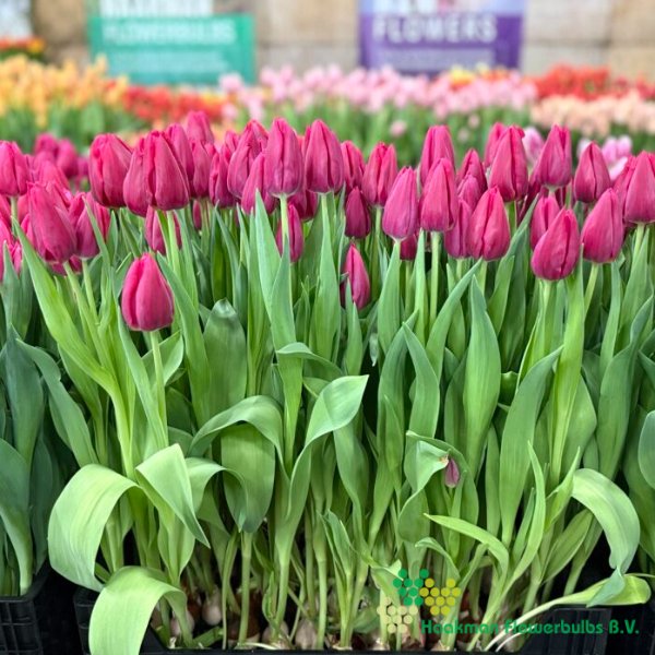 First Life - Haakman Flowerbulbs