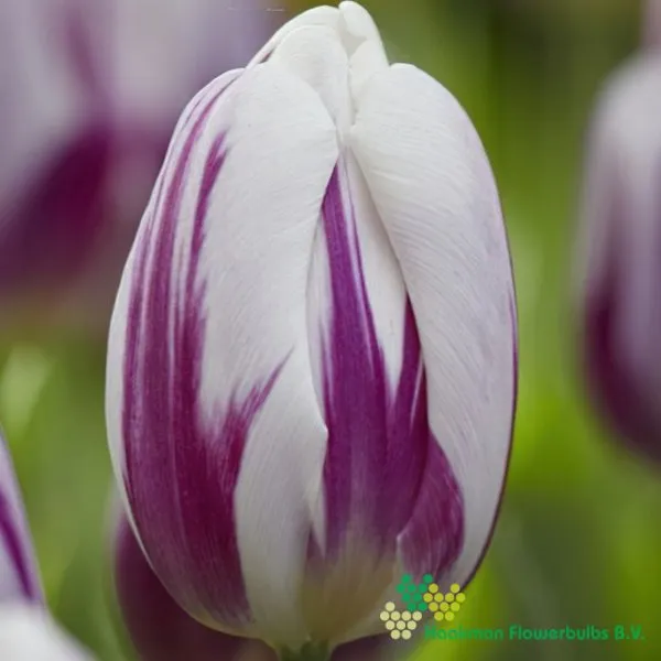 Tulp Flaming Flag
