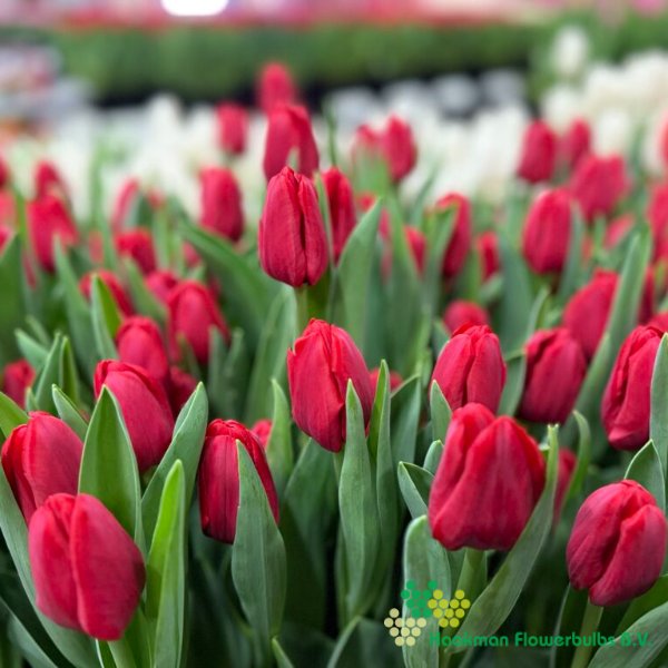 Ile De France - Haakman Flowerbulbs