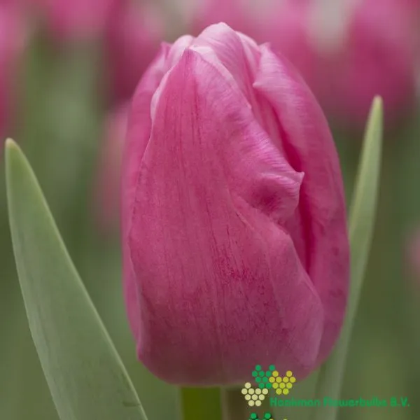 Tulipa Jumbo Pink