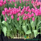 Jumbo Pink